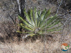 Dioon planifolium