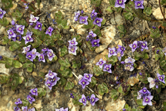 Veronica copelandii