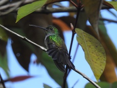 Haplophaedia aureliae
