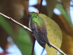 Haplophaedia aureliae