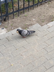 Columba livia domestica