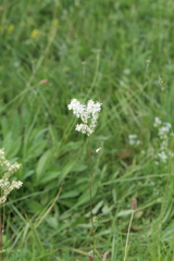 Filipendula