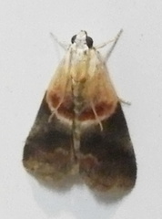 Acrobasis demotella