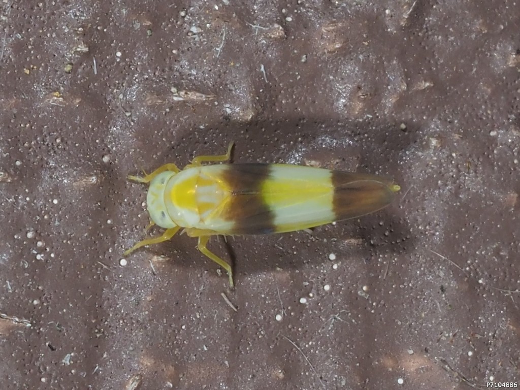 Alebra bicincta