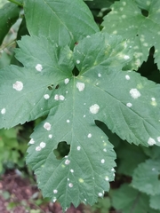 Podosphaera macularis