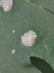 Podosphaera macularis