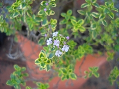 Thymus × citriodorus