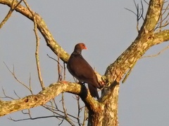 Patagioenas speciosa