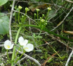 Echinodorus cordifolius
