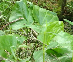 Echinodorus cordifolius