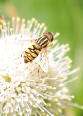 Parhelophilus integer