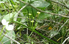 Echinodorus cordifolius