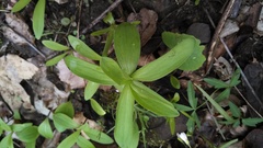 Liliales