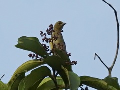 Schistochlamys melanopis