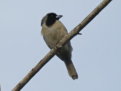 Schistochlamys melanopis