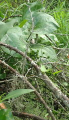Echinodorus cordifolius
