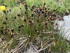 Juncus jacquinii