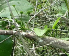 Echinodorus cordifolius