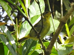 Hemithraupis flavicollis