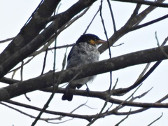 Hemithraupis flavicollis