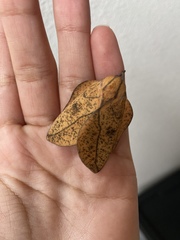 Syssphinx bisecta