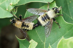 Laphria champlainii