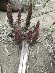 Castilleja exserta latifolia