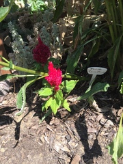 Celosia argentea plumosa