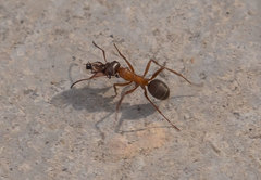 Formica rufibarbis