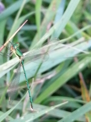 Lestes virens