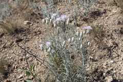 Jurinea stoechadifolia