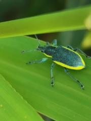 Chlorophanus viridis