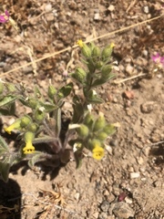 Mimetanthe pilosa