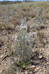 Jurinea stoechadifolia