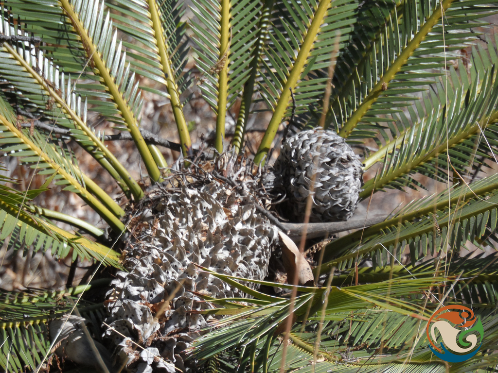 Dioon planifolium