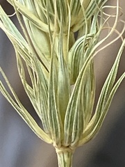 Elymus virginicus halophilus