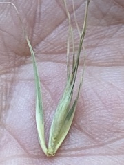 Elymus virginicus halophilus