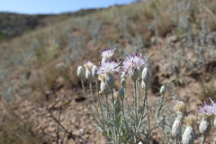 Jurinea stoechadifolia