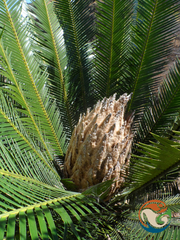 Dioon planifolium