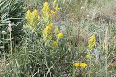 Castilleja flava flava