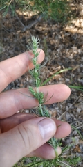 Artemisia marschalliana