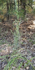 Artemisia marschalliana