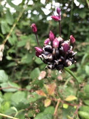 Allium