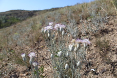 Jurinea stoechadifolia