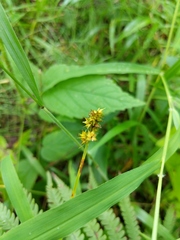 Carex cephaloidea