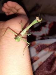 Stagmatoptera septentrionalis