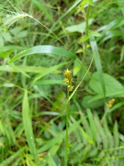 Carex cephaloidea