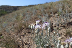 Jurinea stoechadifolia
