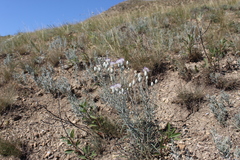 Jurinea stoechadifolia
