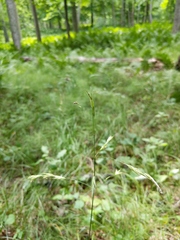 Bromus nottowayanus